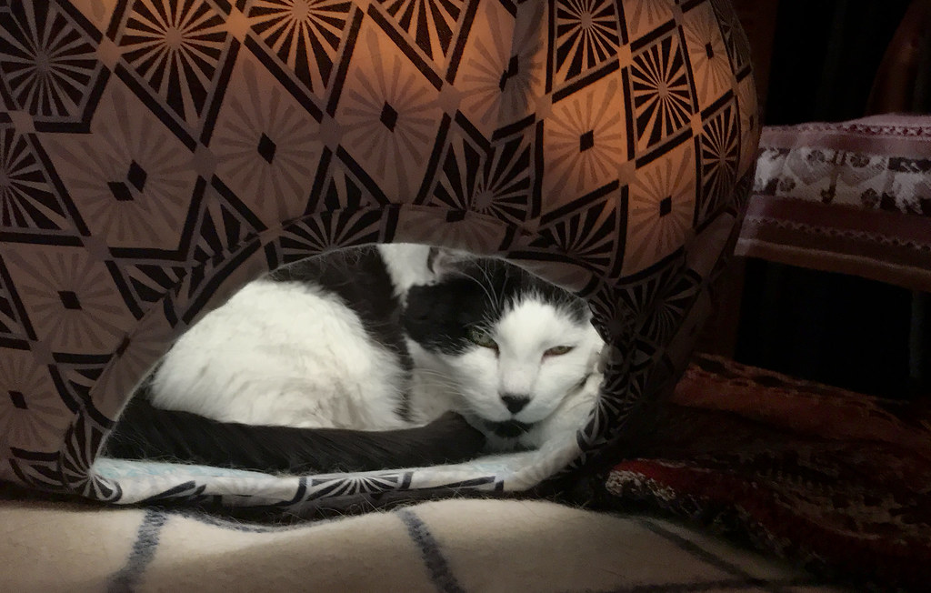 cat cave