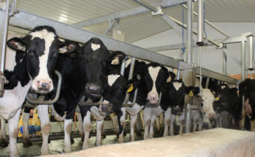 Navigate India's Veterinary Market
