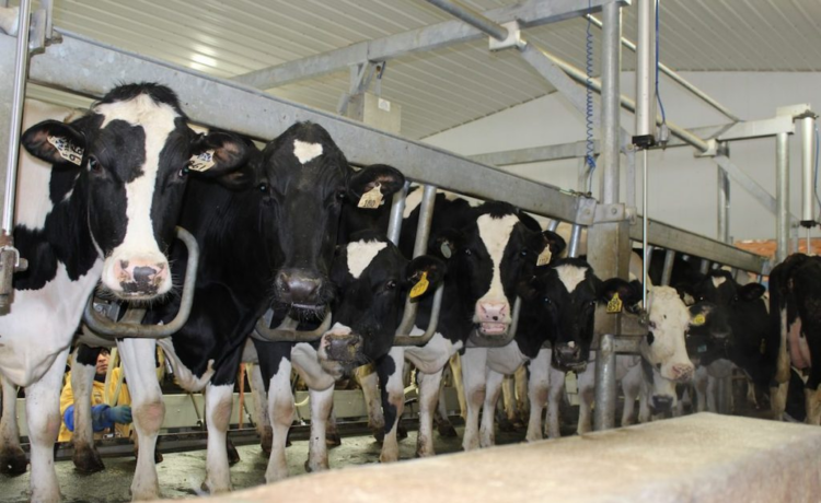 Navigate India's Veterinary Market